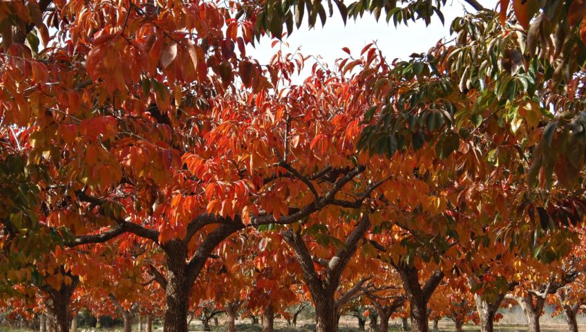 persimmons-540882_1920